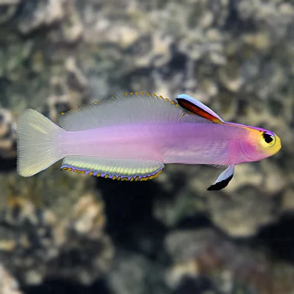 Helfrichi Goby