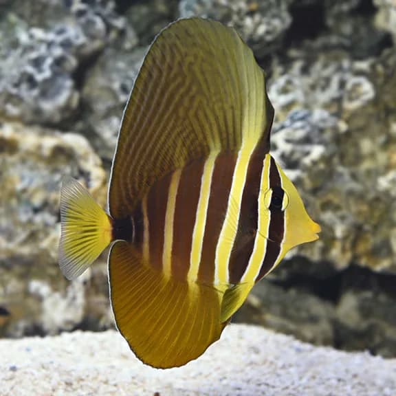 Sailfin Tang - Pacific