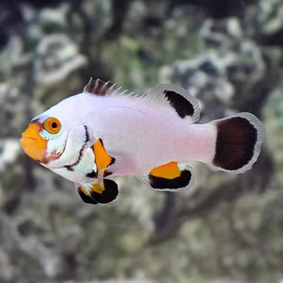 Platinum Clownfish (Amphiprion percula)