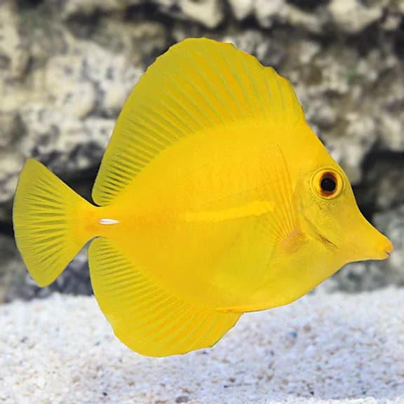 Yellow Tang (Zebrasoma flavescens)