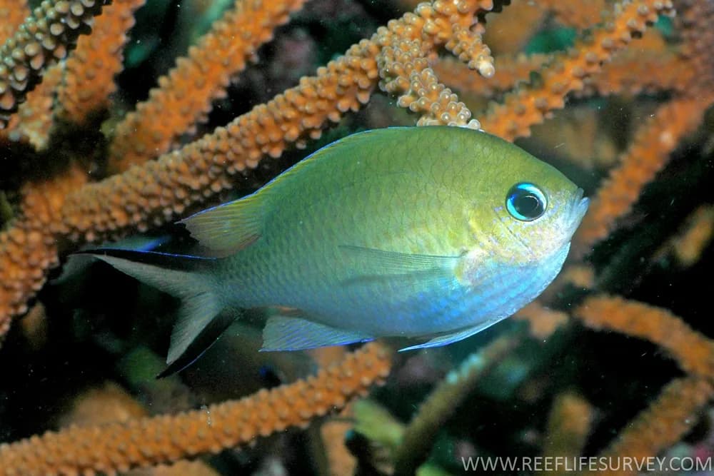 Ternate Chromis