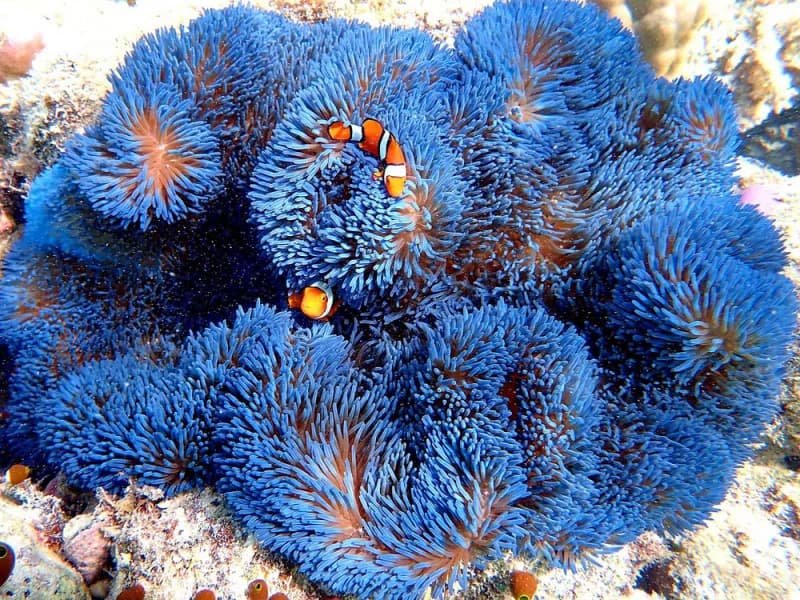 Gigantea Anemone