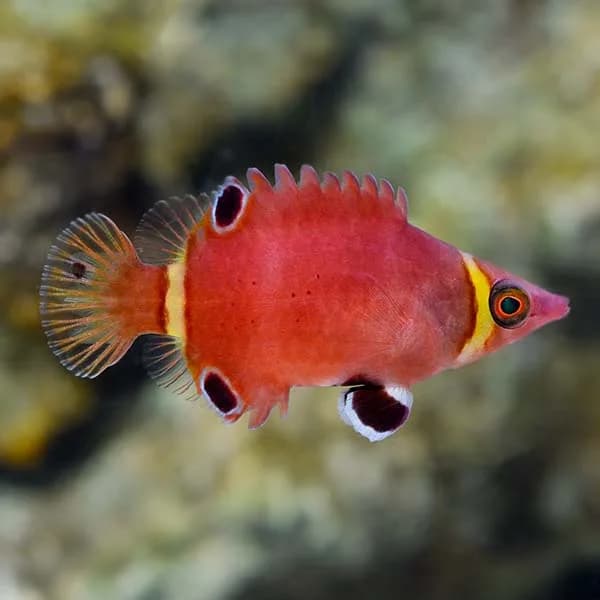 Possum Wrasse