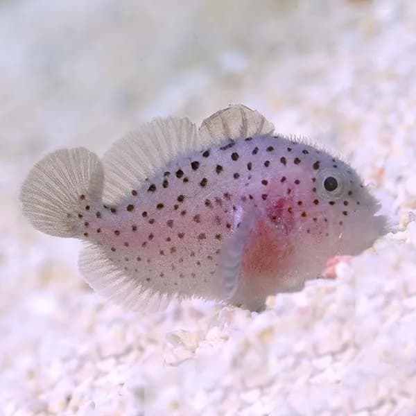 Spotted Coral Croucher