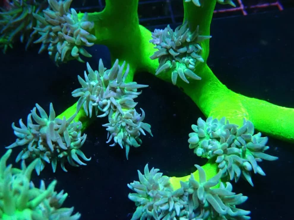 Duncan Coral (Duncanopsammia axifuga)