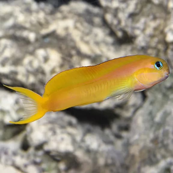 Gold Midas Blenny (Ecsenius midas)