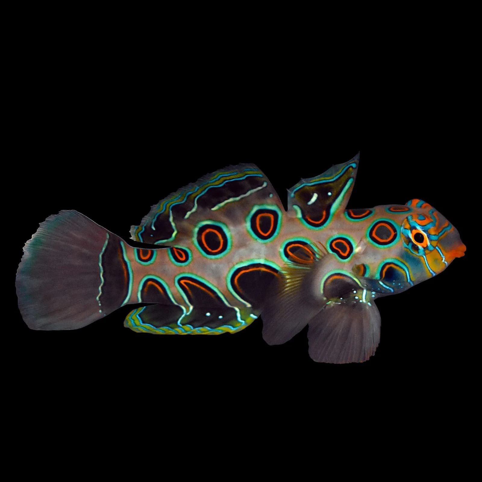 Mandarin - Spotted