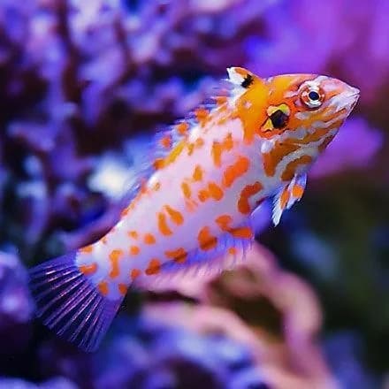 Choat's Red Leopard Wrasse
