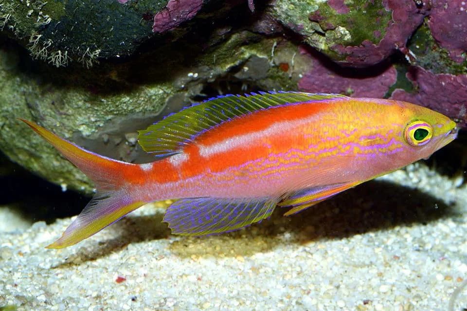 Aurulentus Anthias (Pyronotanthias aurulentus)