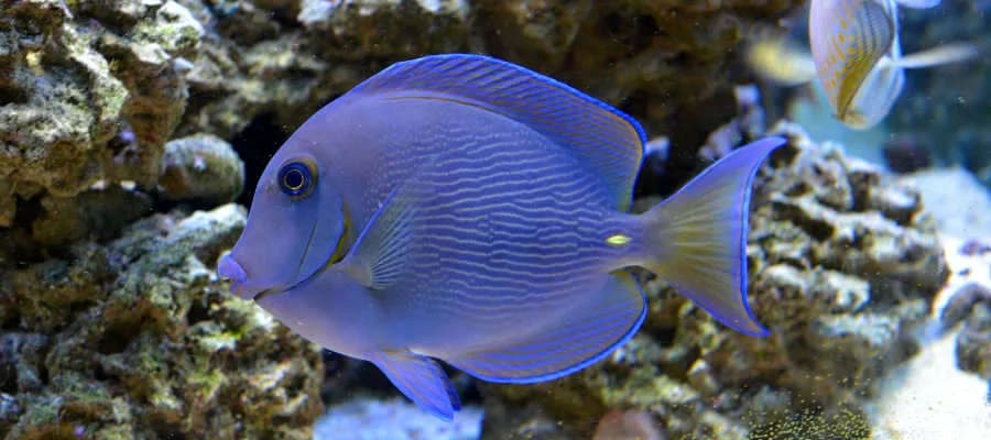 Atlantic Blue Tang (Acanthurus coeruleus)