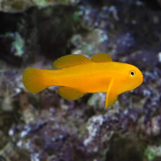 Coral Goby (Gobiodon spp.)