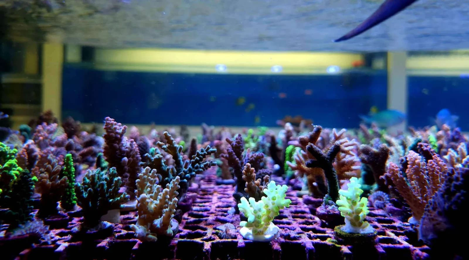 Build Your Own SPS Frag Pack (5 for $100)