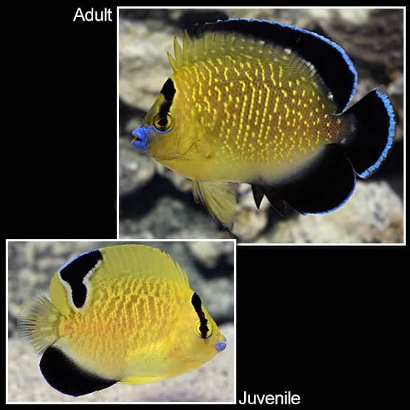 Gold Flake Angelfish (Apolemichthys xanthopunctatus)