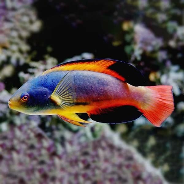 Scott's Fairy Wrasse