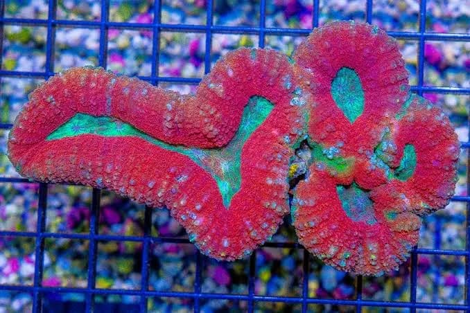 Lobophyllia (Lobophyllia sp.)