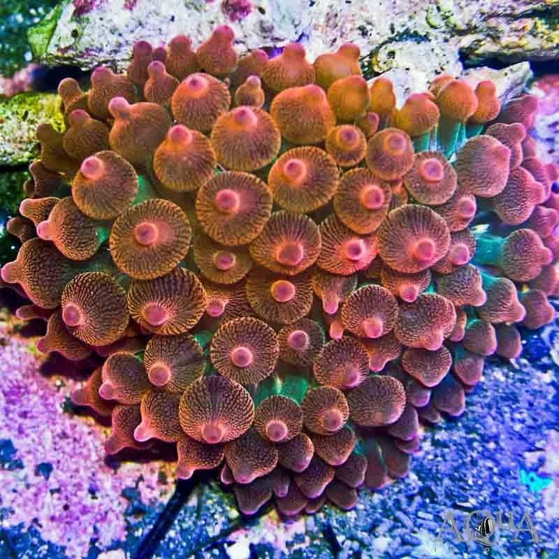 Bubble Tip Anemone