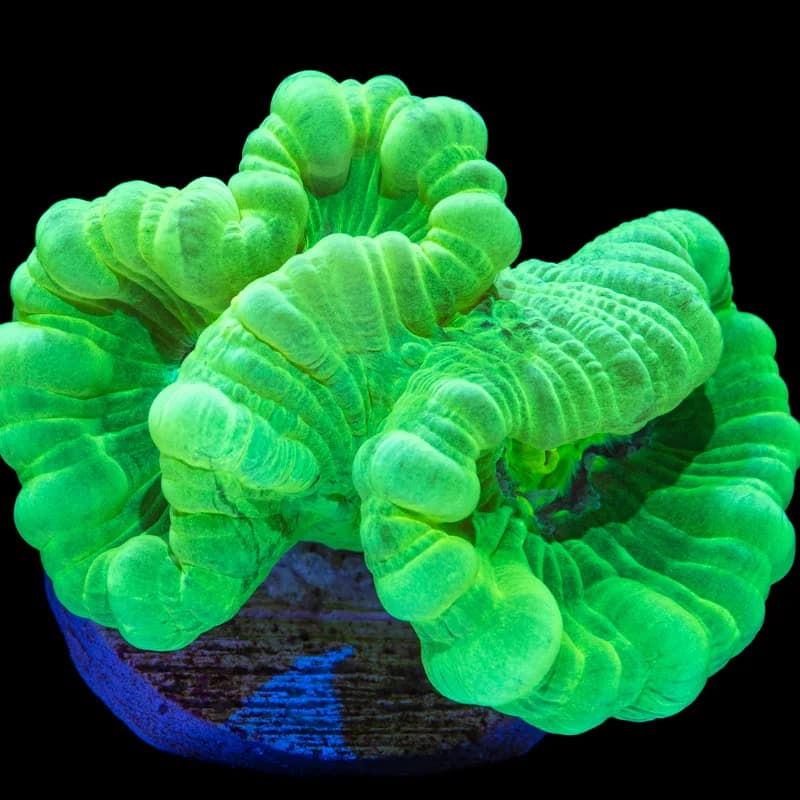Candy Cane Coral (Caulastrea furcata)