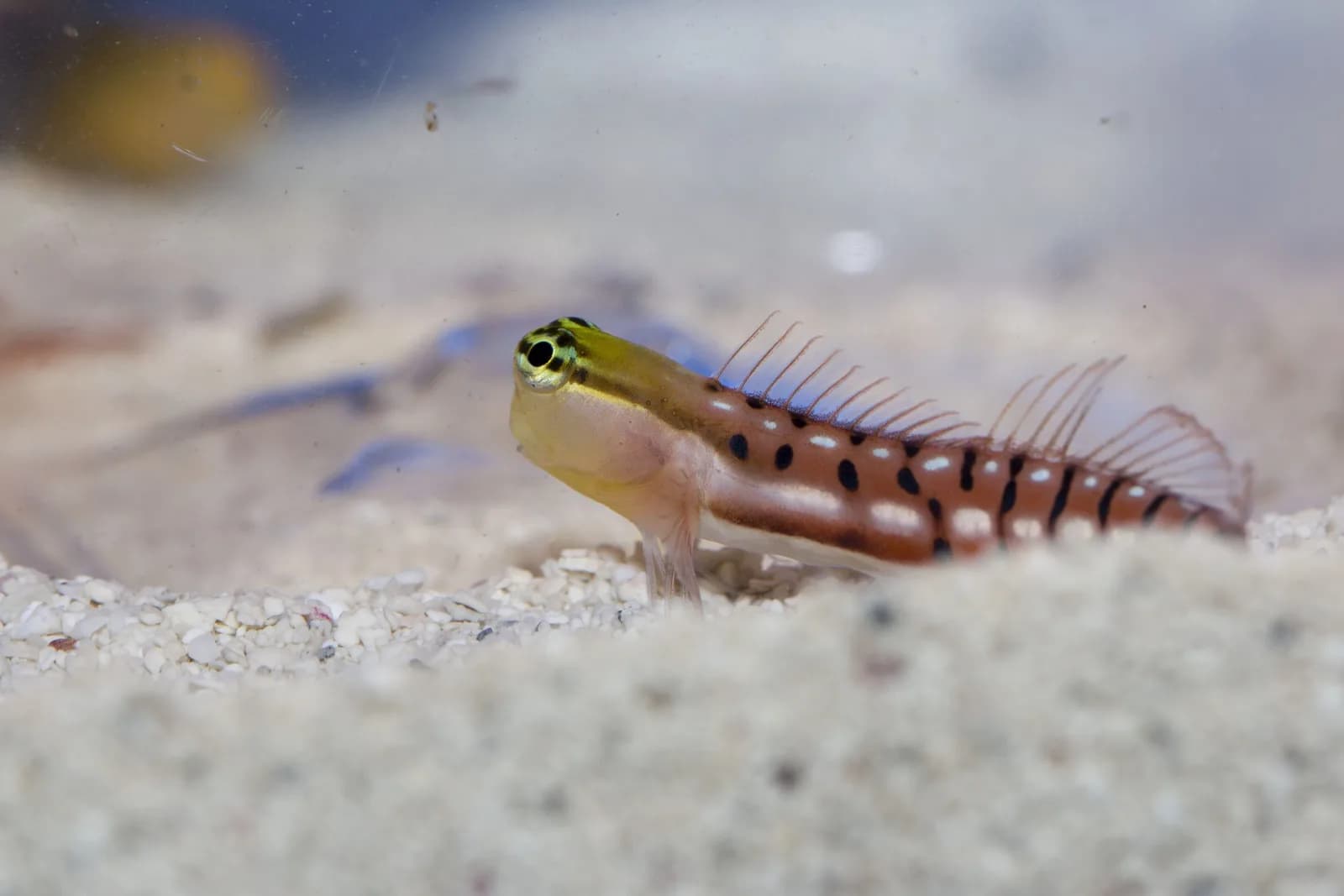 Tiger Blenny