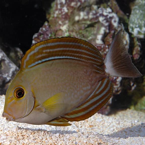 Yellowfin Tang