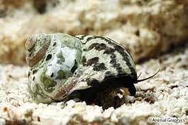 Turbo Snail