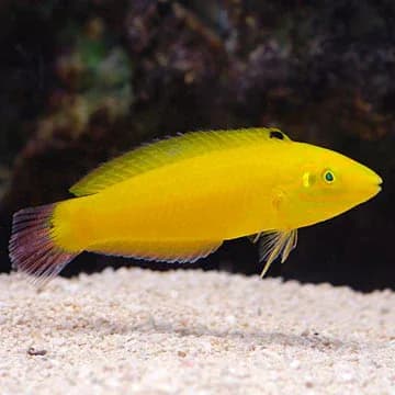 Yellow Coris Wrasse (Halichoeres chrysus)