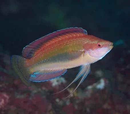 Temminck’s Fairy Wrasse