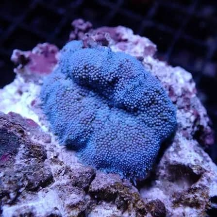 Mini Maxi Anemone (Stichodactyla tapetum)