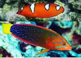 Red Coris Wrasse