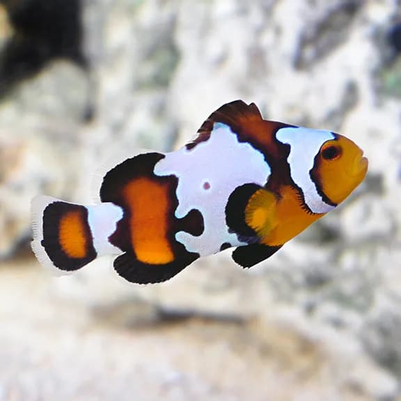 Snowflake Clownfish