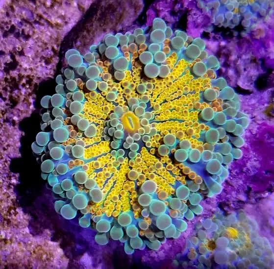 Ricordea (Ricordea yuma)