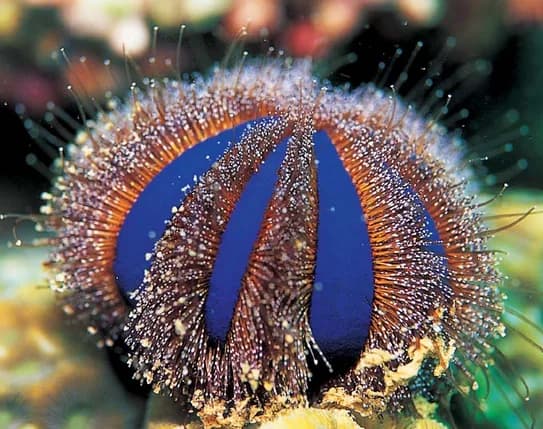 Tuxedo Urchin
