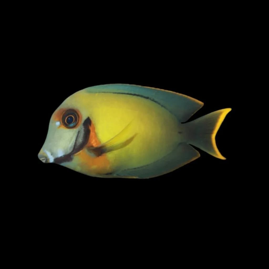 Mimic Tang