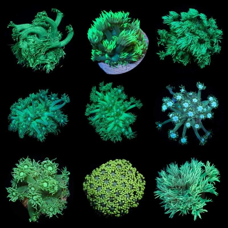 Ultra Goniopora Frag Each