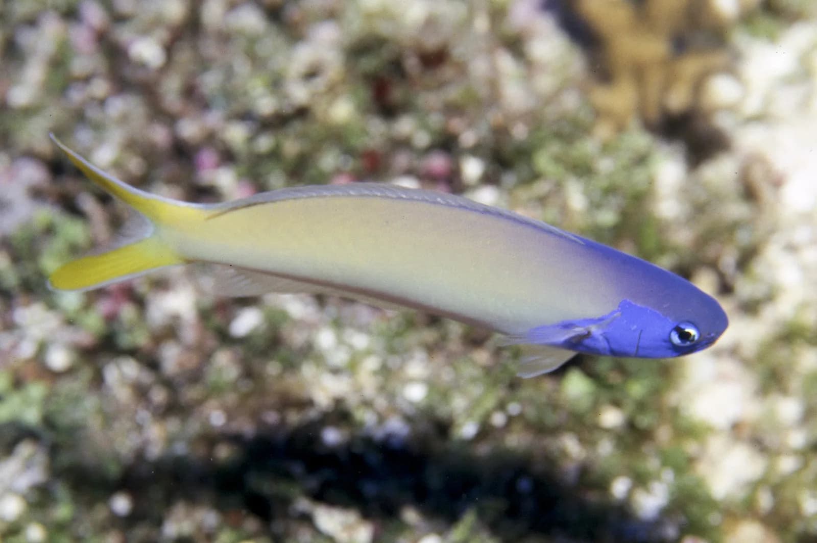 Stark’s Tilefish