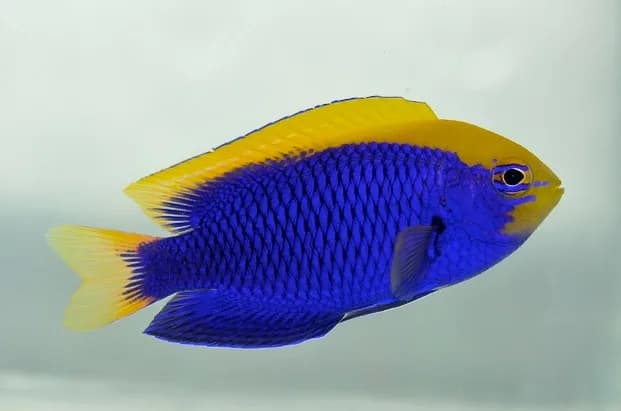 Starcki Damsel