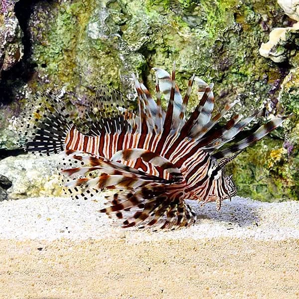 Volitan Lionfish (Pterois volitans)