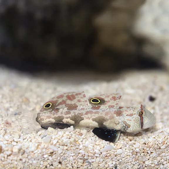Two Spot Goby (Signigobius biocellatus)