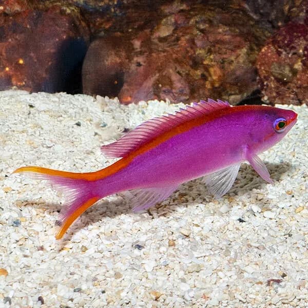 Purple Queen Anthias