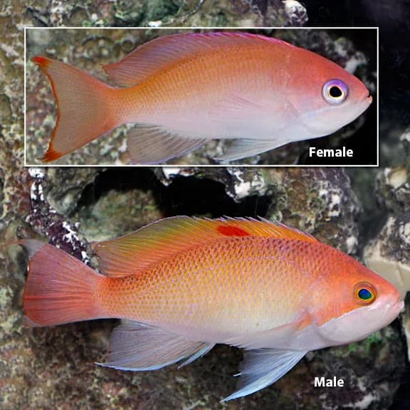 Stocky Anthias