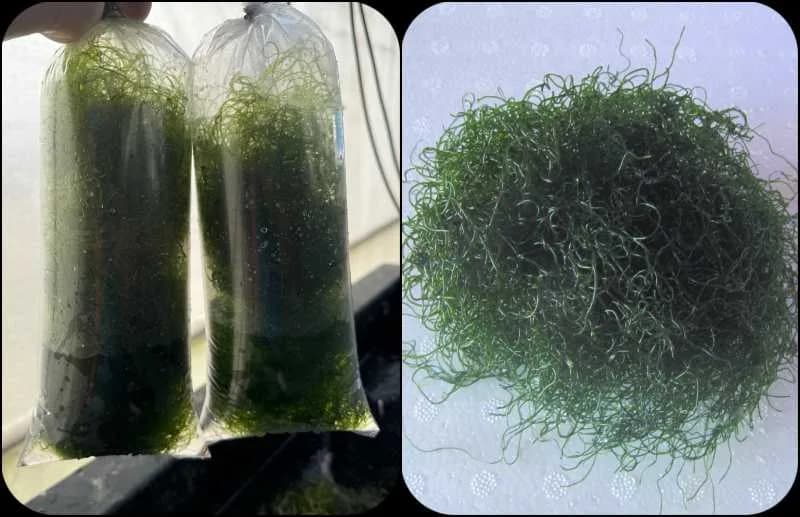 Chaetomorpha algae