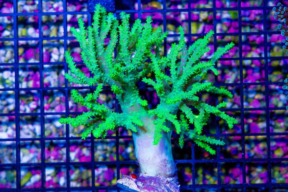 Sinularia Coral (Sinularia sp.)