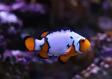 Opal Snowflake Clownfish