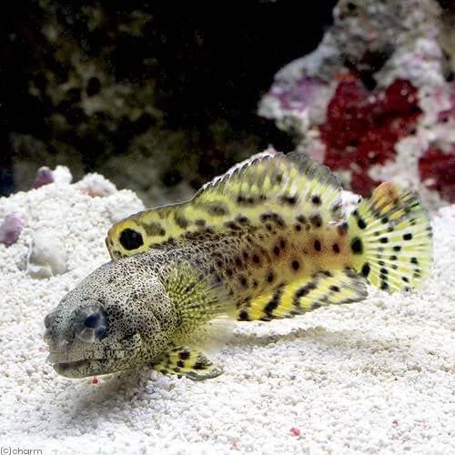 Darwin Jawfish