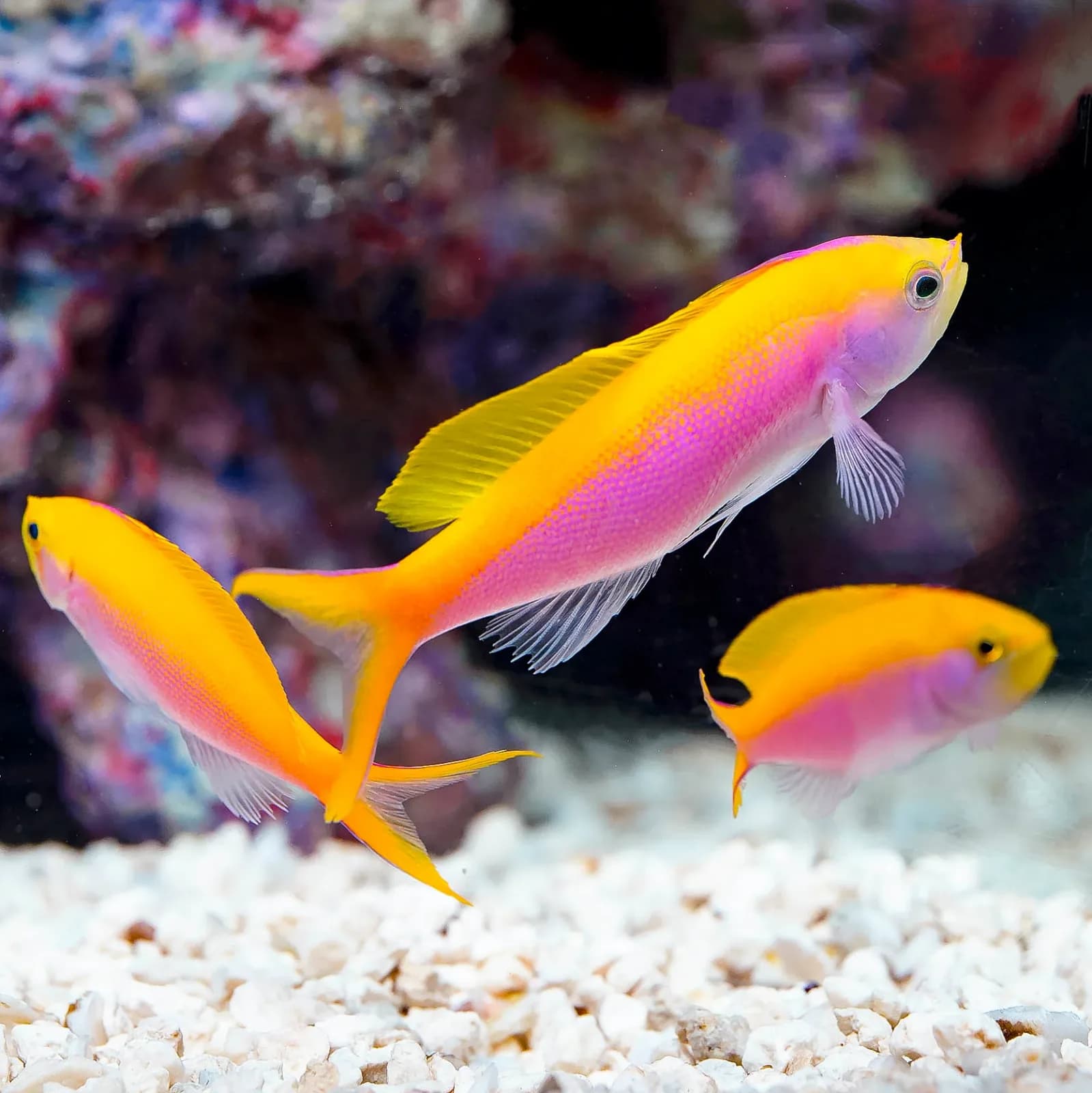 Bartlett Anthias (Pseudanthias bartlettorum)