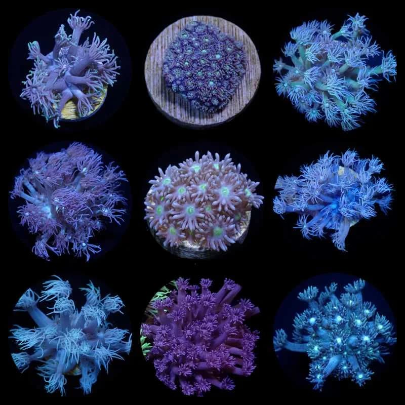 Frag Purple goni