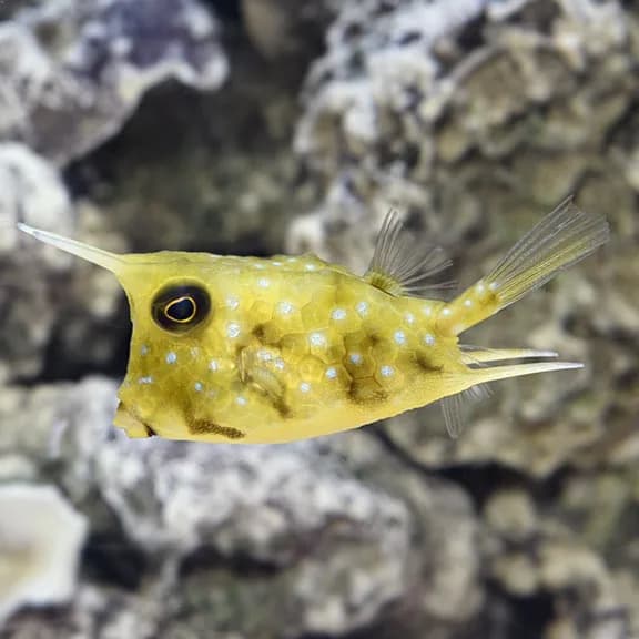 Long Horn Cowfish