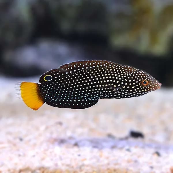 Yellowtail Wrasse