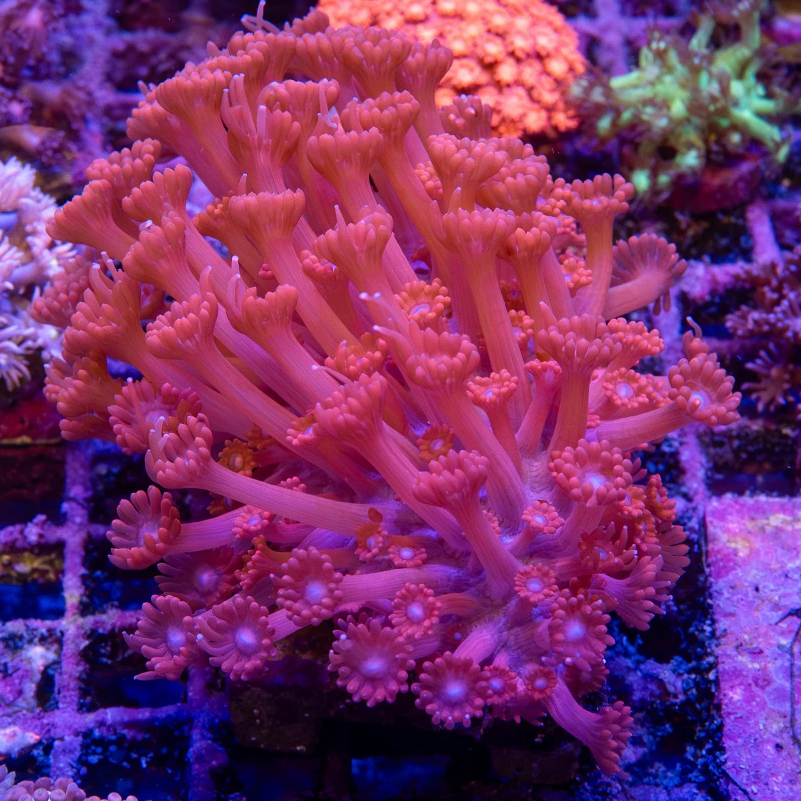 Goniopora (Goniopora sp.)
