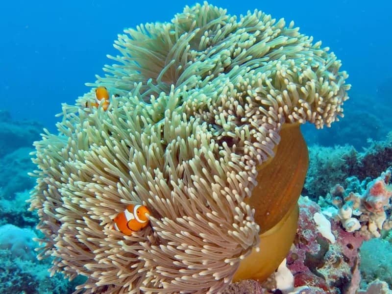 Magnifica Anemone (Heteractis magnifica)