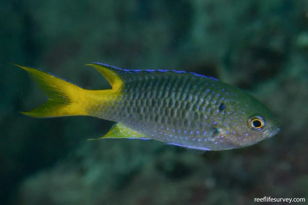 Coral Damsel